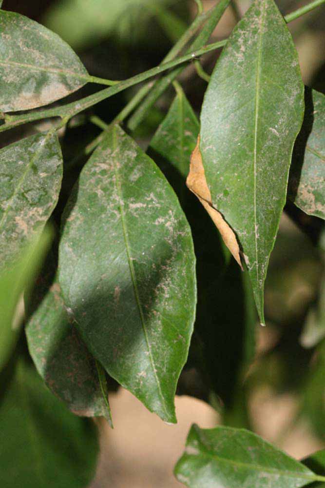              Shade leaves (Riverside, CA)       